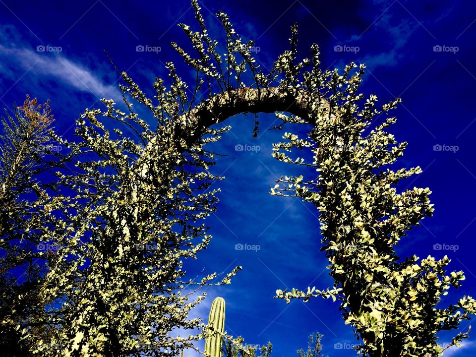 Blue sky, green arch