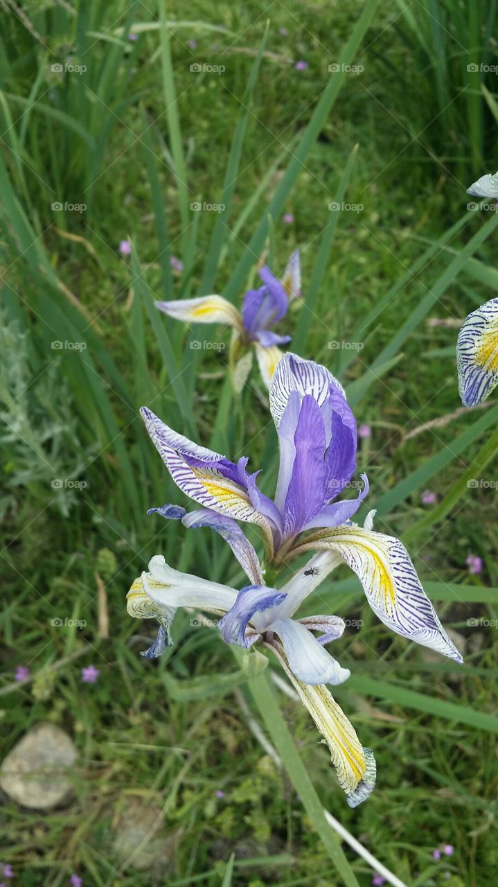 High Desert in Bloom