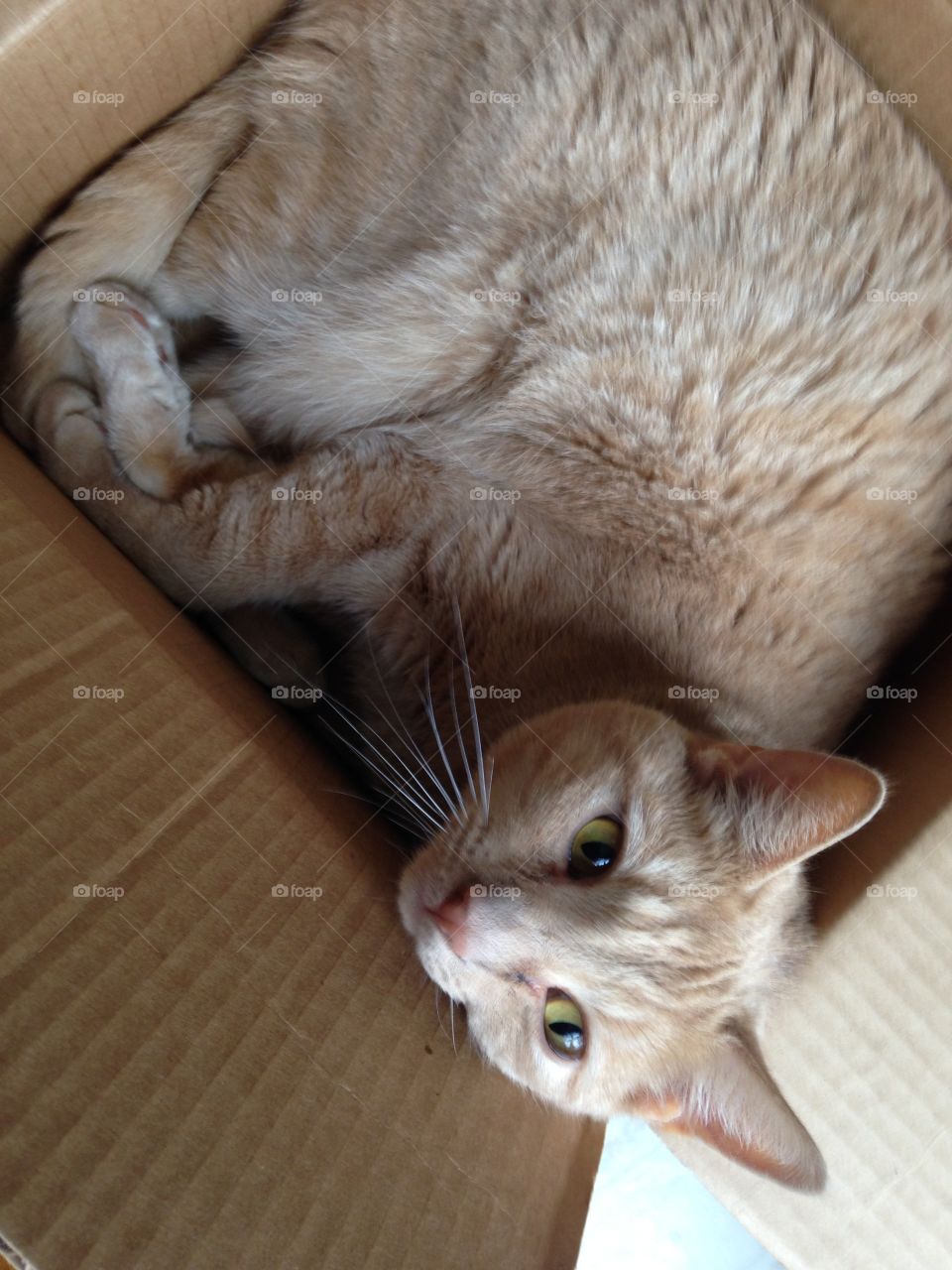 Cat in a box