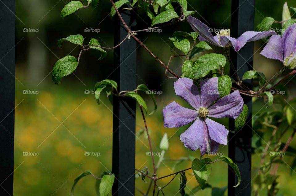 Close-up of a purple flower