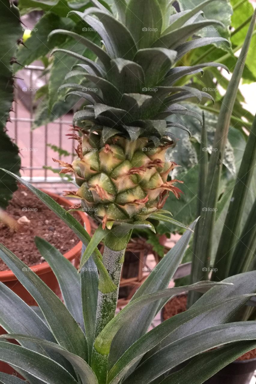 Urban pineapple gardening