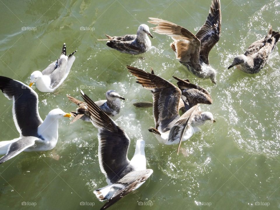 Seagulls in water