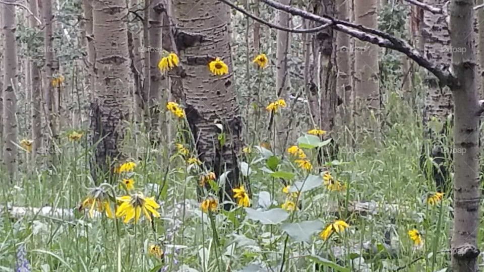 wild Sunflowers