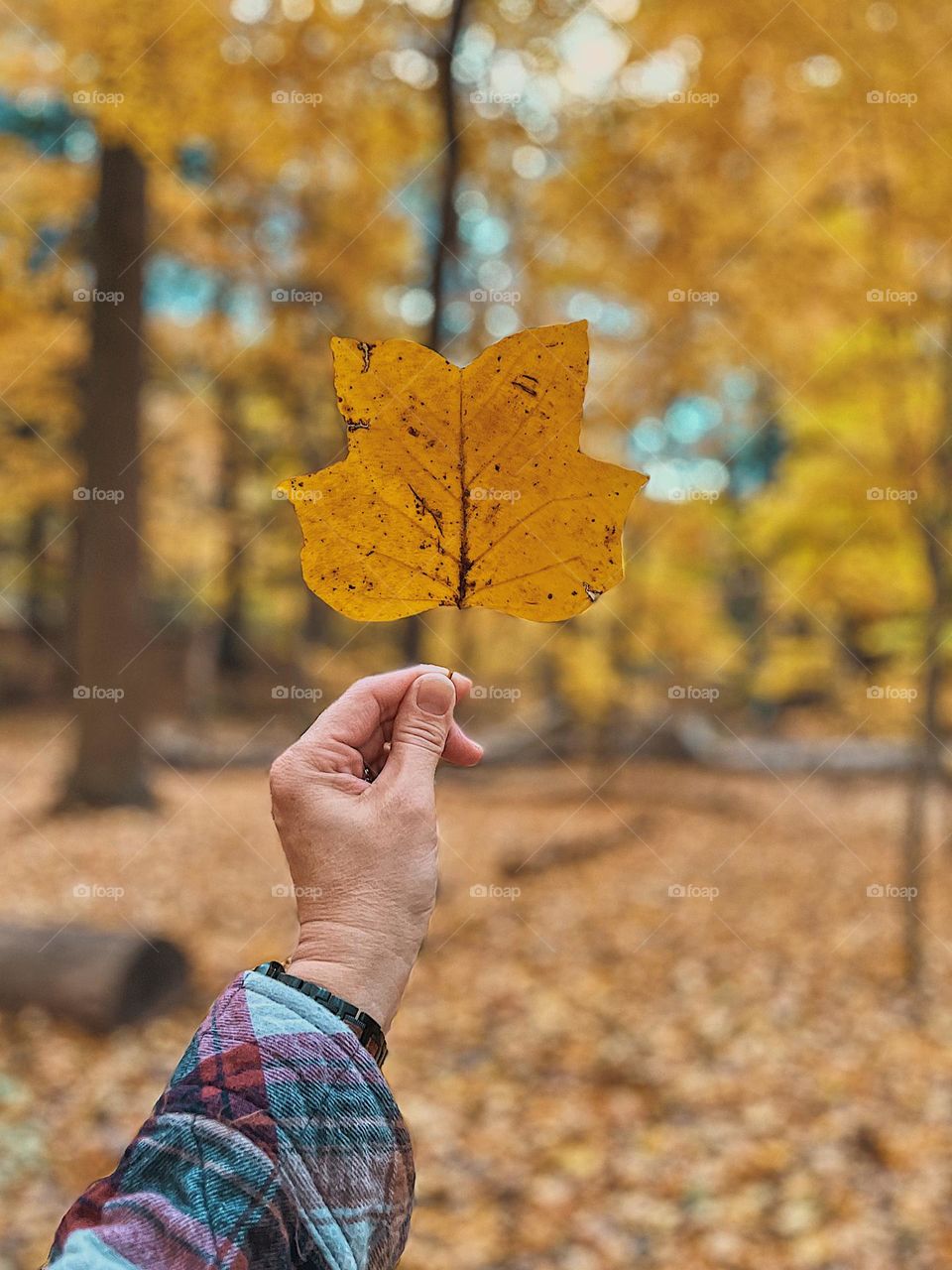 Woman’s hand holding a yellow leaf, hiking in the forest surrounded by yellow, hand holding a yellow leaf against a fall tree backdrop, searching for pretty leaves in the woods, Michigan yellow leaves, finding yellow, bright yellow in the forest