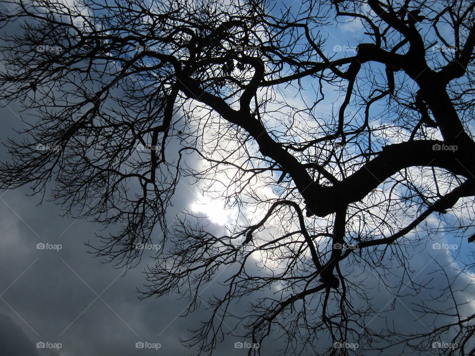 Tree, Branch, Landscape, Wood, Winter