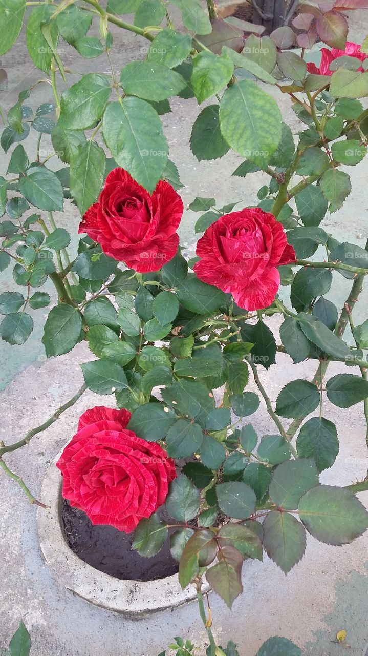 flores novas vermelhas . cor da Paixão