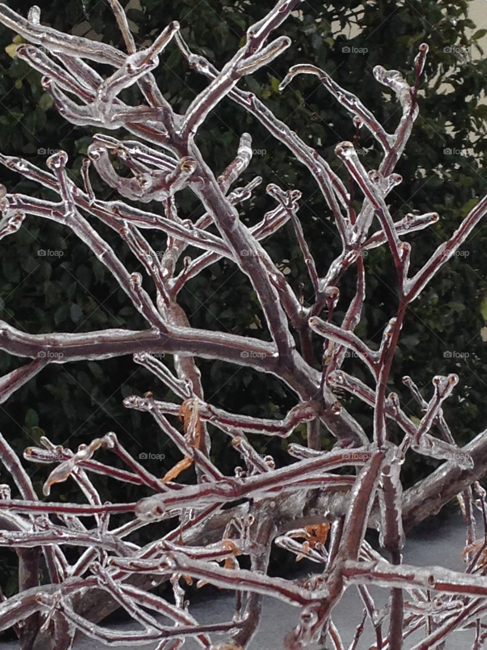 Ice Branches