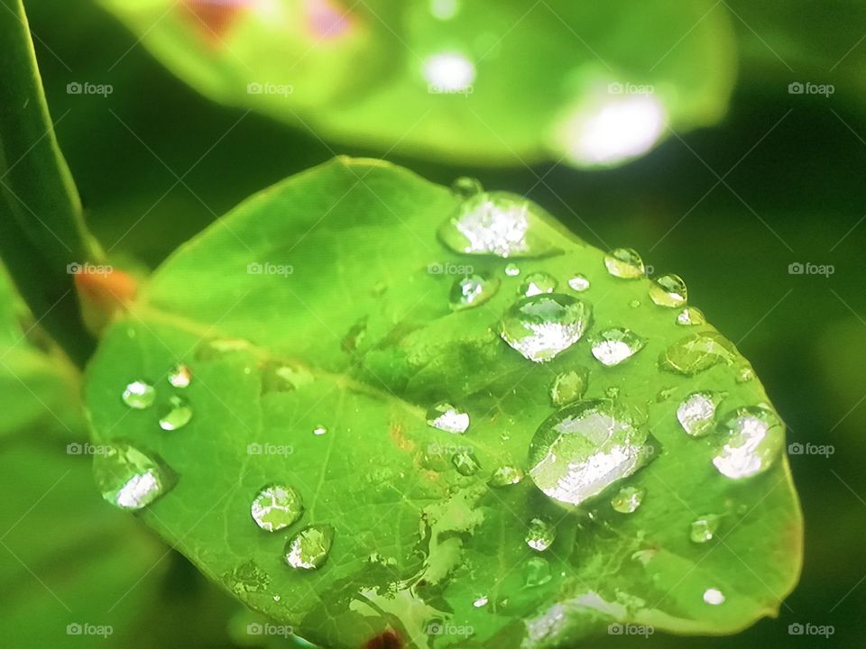 Rain in Brasil forests