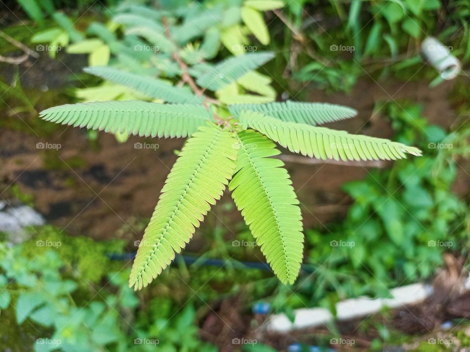 Close-up of a plant with sharp green leaves in the foreground, with soil and other vegetation in the background