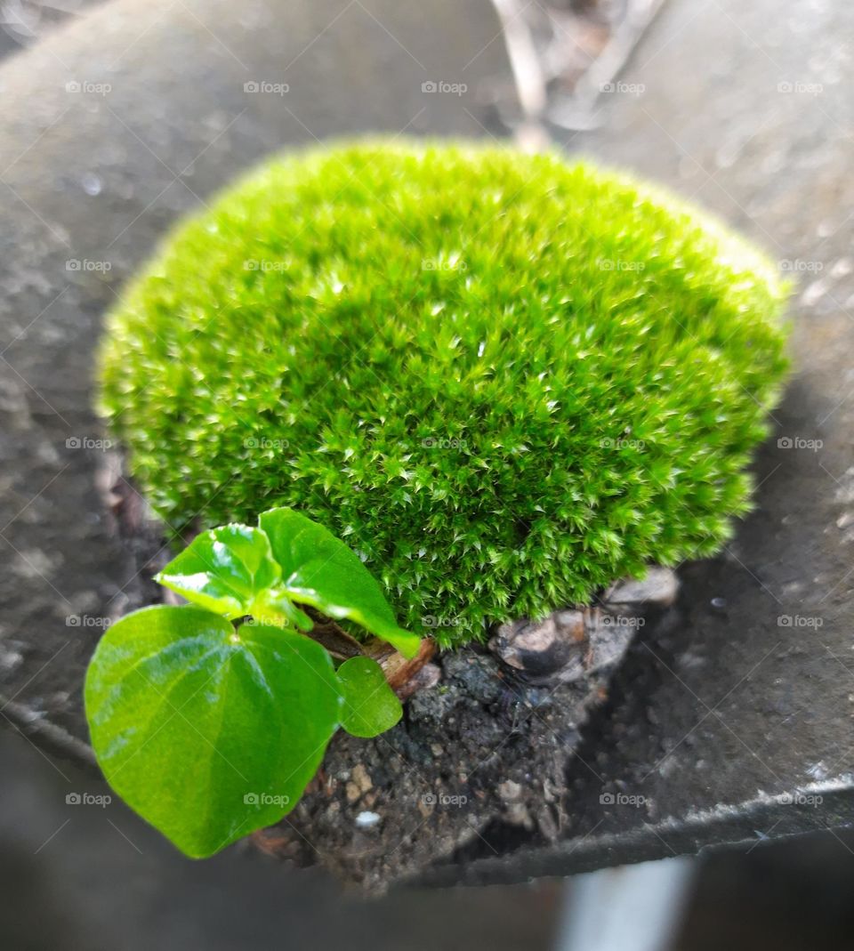 poganatum coexistence