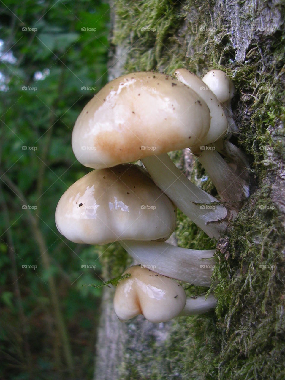 Mushroom Men one. Fall has fallen, wet wet wet