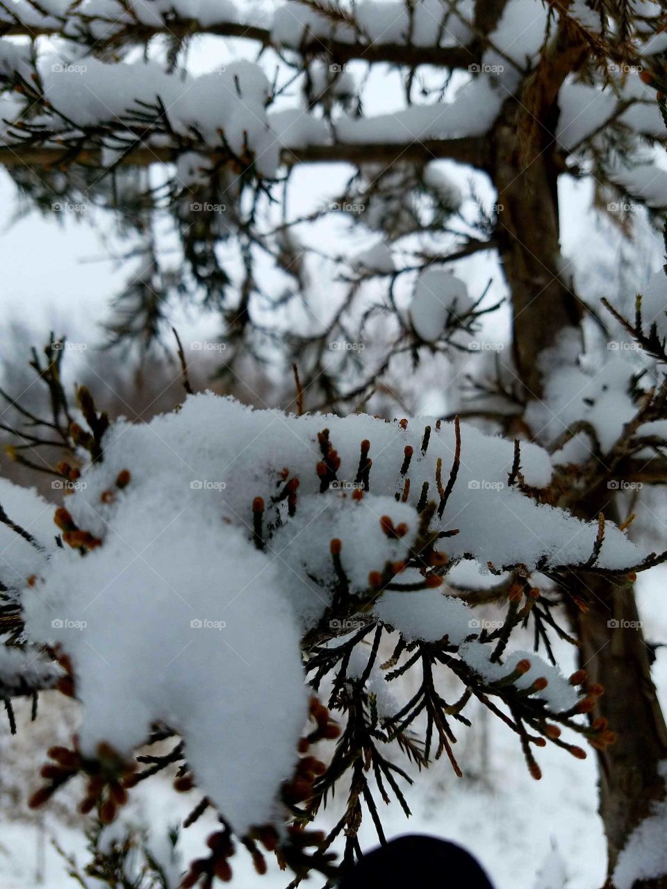 pine shelf