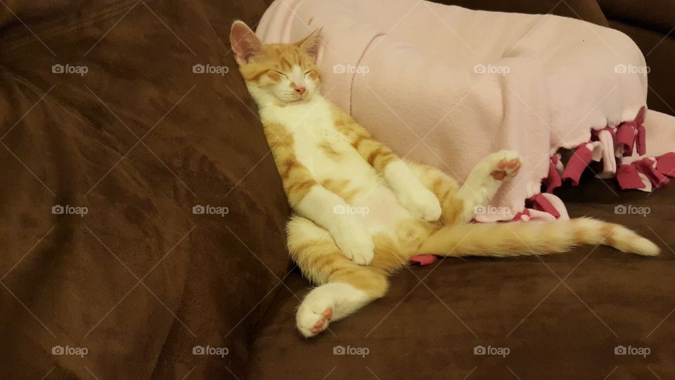 Funny  cat. Funny sleep