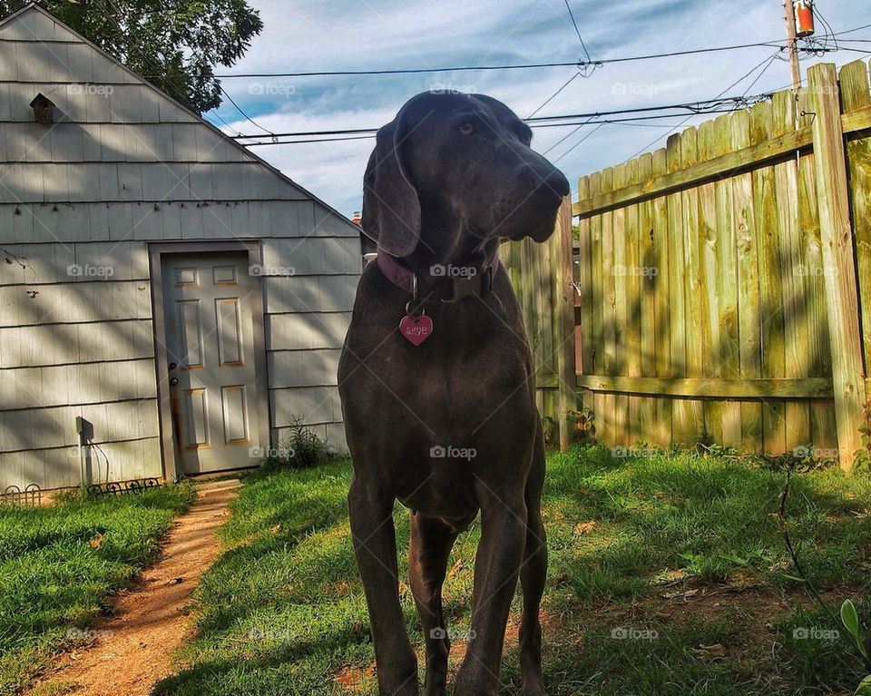 Blue Weimaraner....