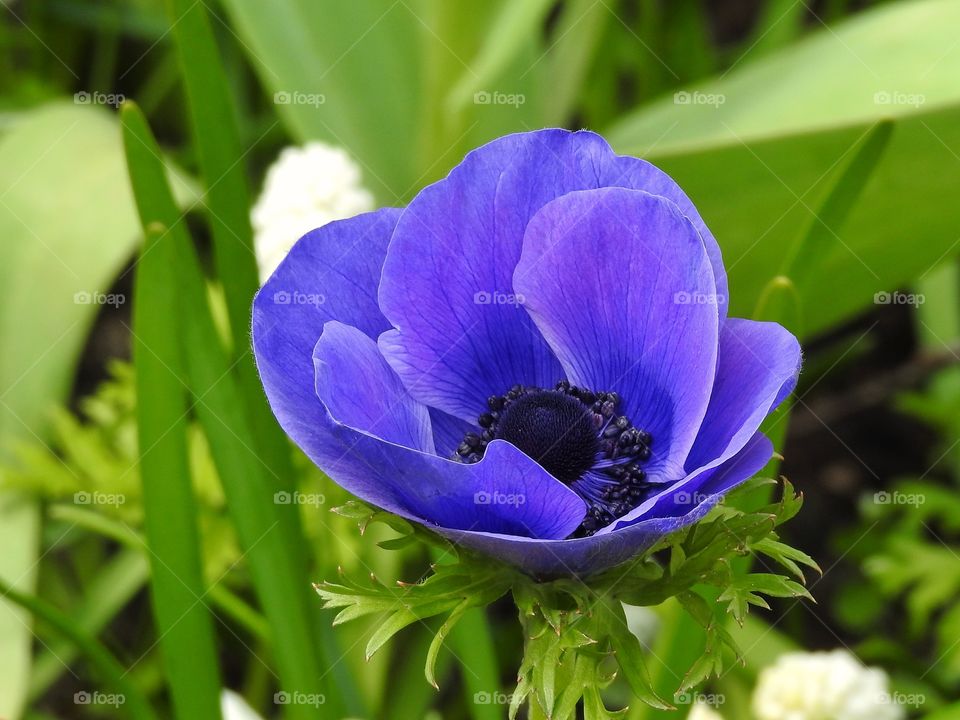 Close-up of flower