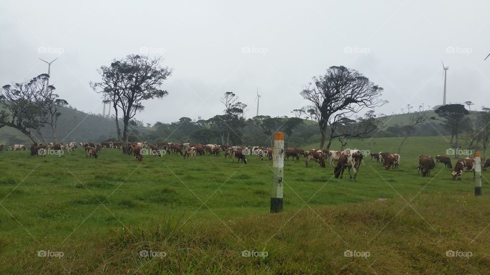Cows are eating in a rainy day.
