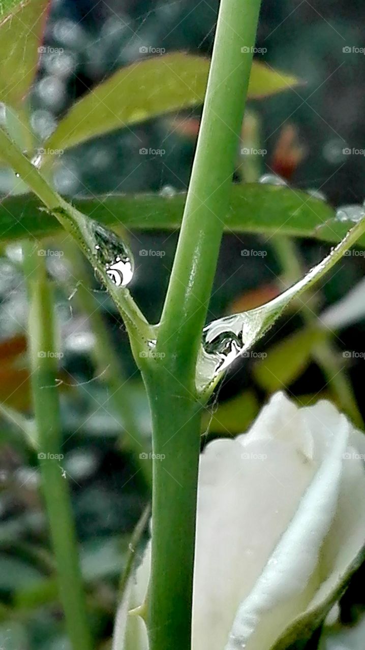 In the garden, after rain..