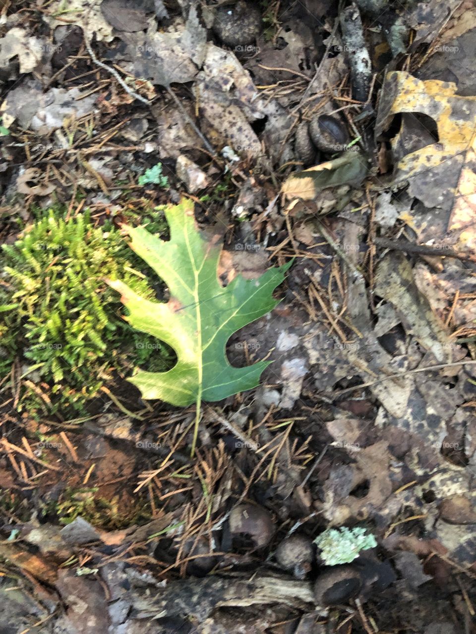 Leaf, Nature, Fall, Wood, Tree