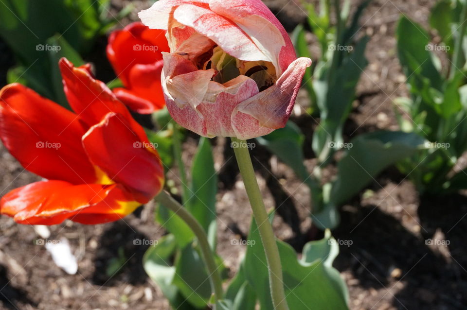 Botanical Garden. Beauties 