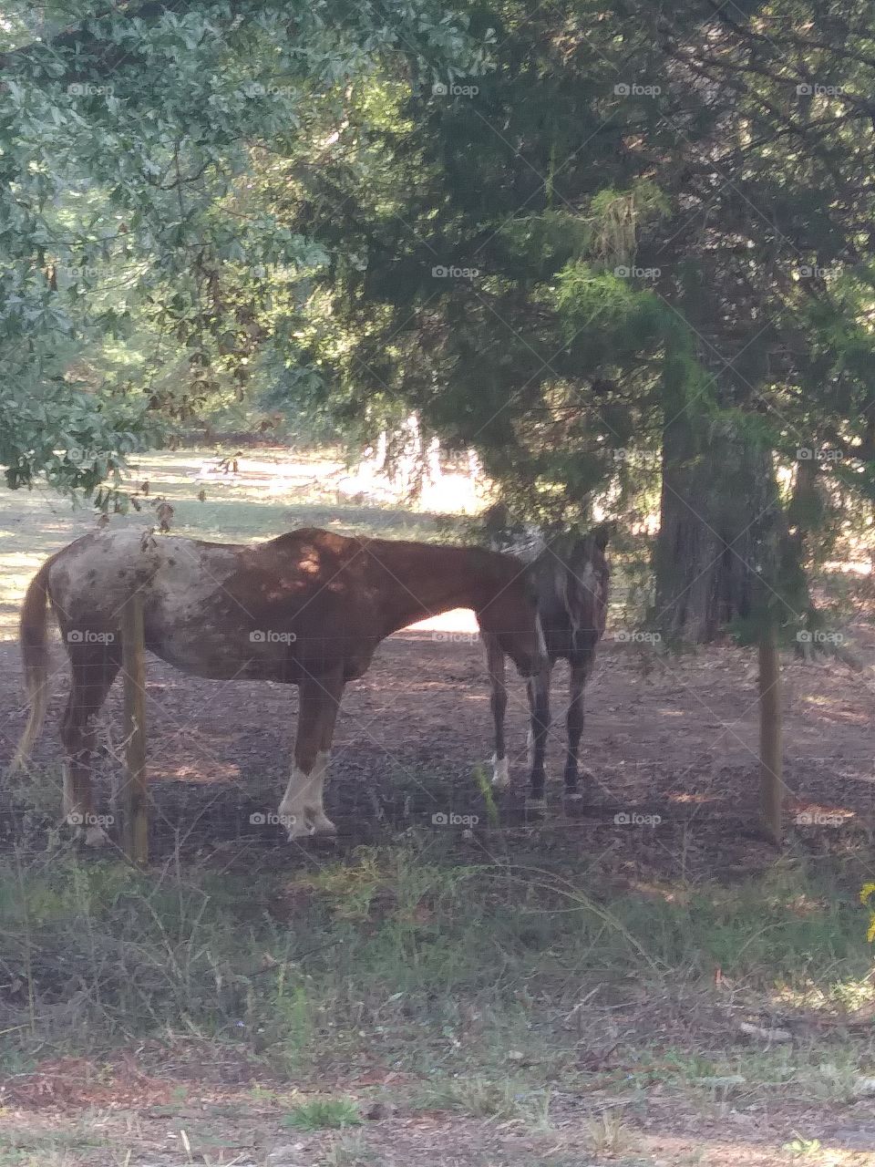 horses in georgia
