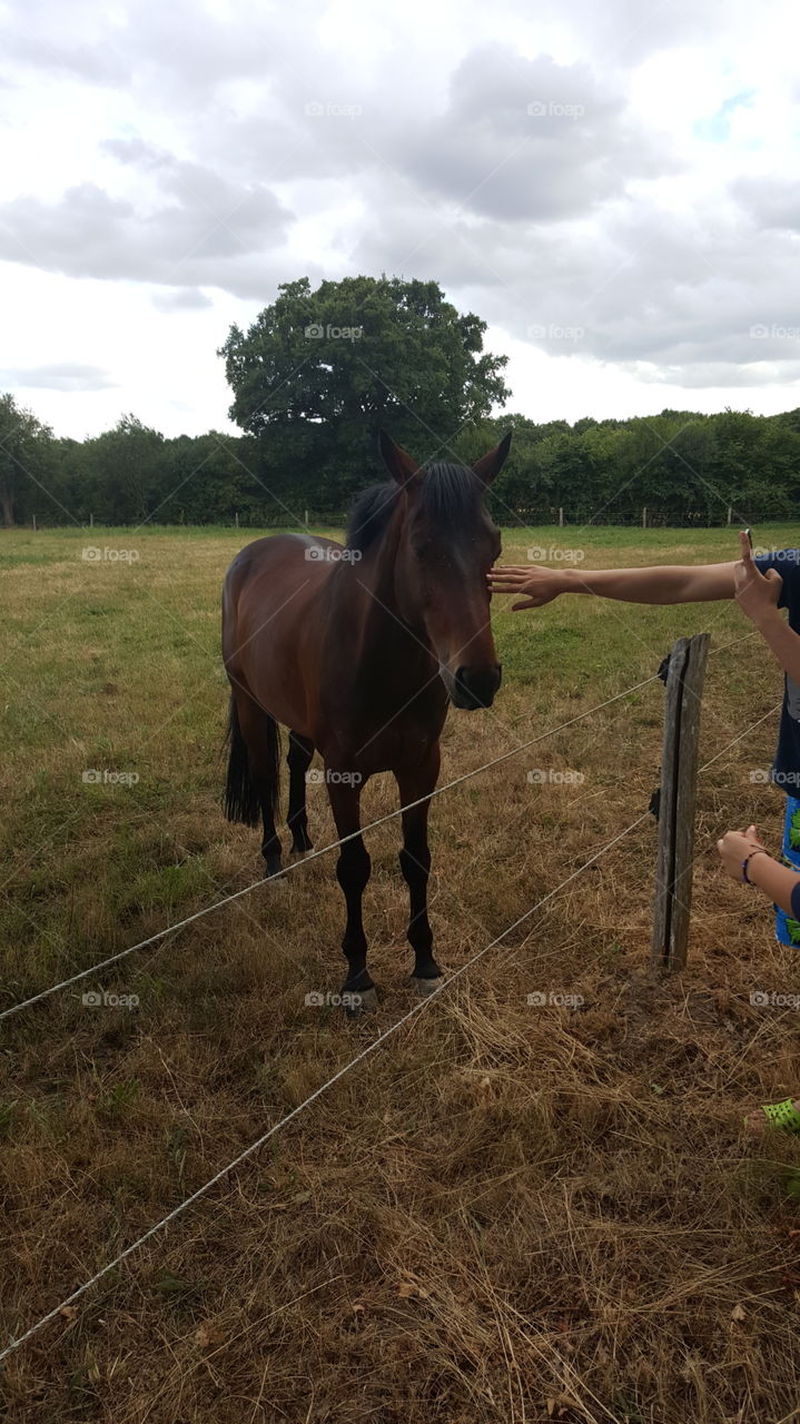 France, horse