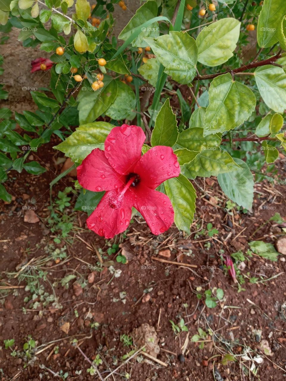 Red hibiscus flower