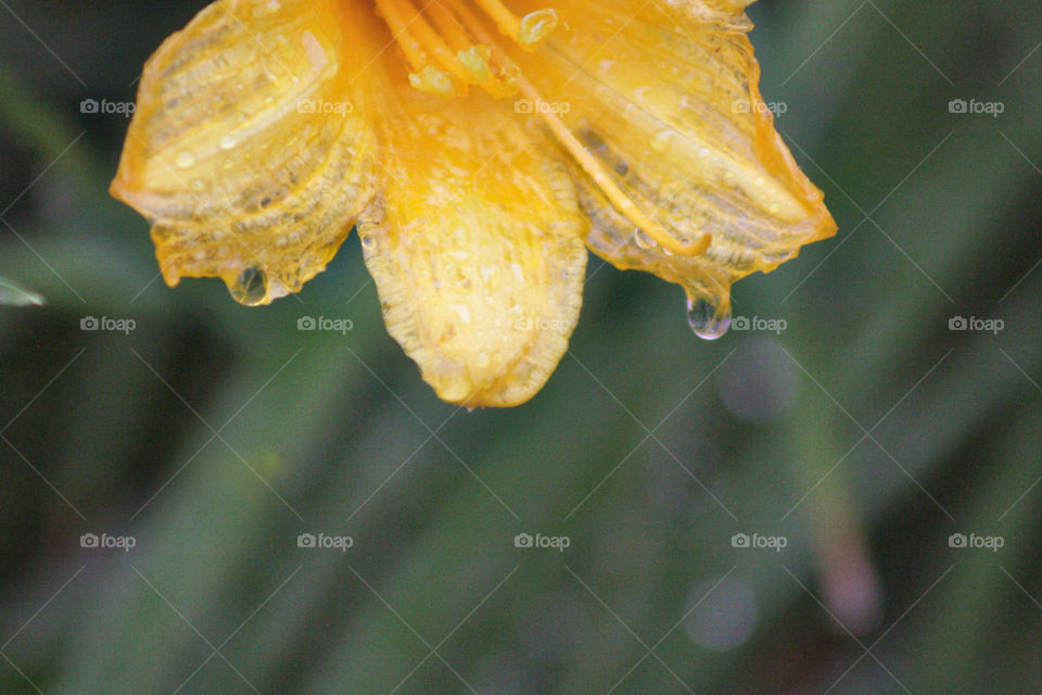 Dewdrops