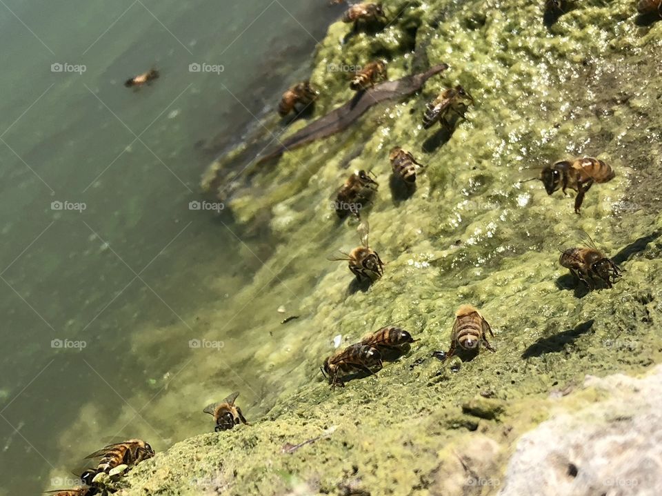 Thirsty Bees,honeybee, honeybees,bee,bees,flying,lake,water,moss,algae,rock