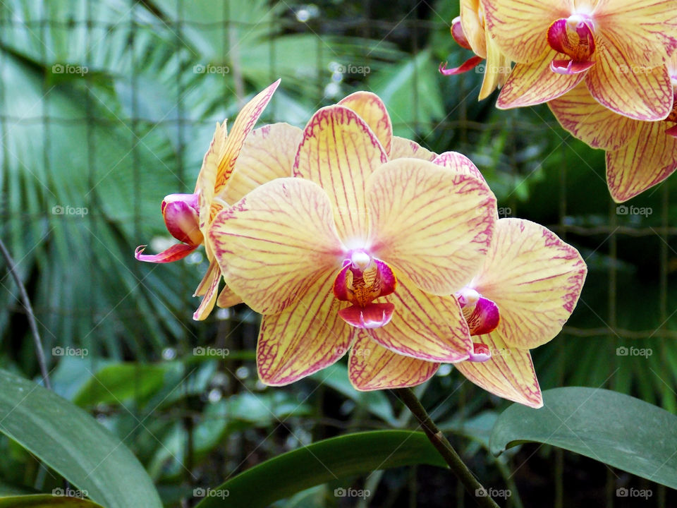 Beautiful yellow orchids in the Botanical Garden.