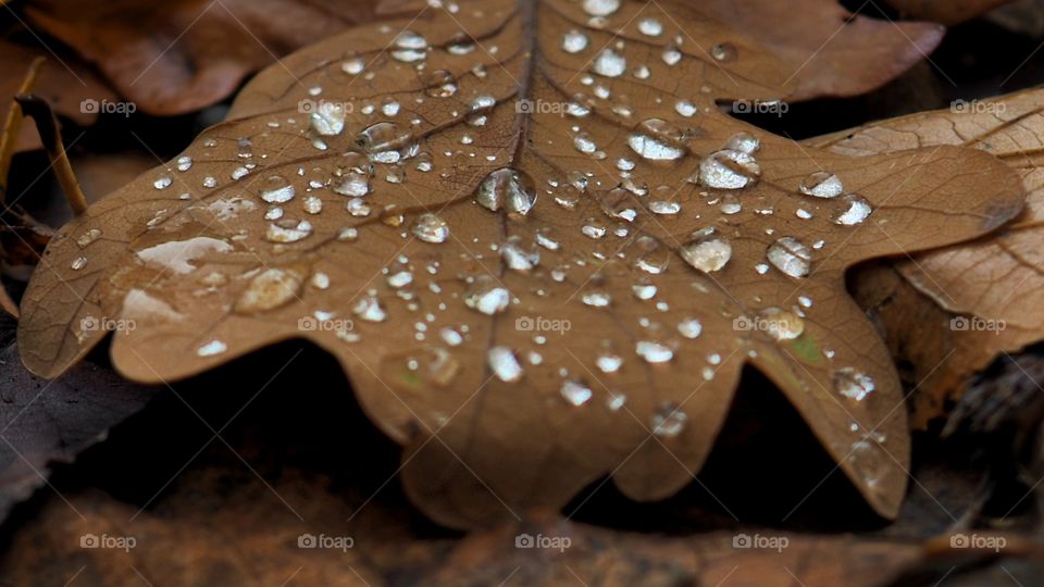 Otoño, hoja de roble