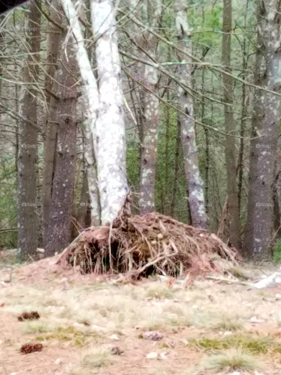 Tree uprooted showing its roots, still standing, leaning against other trees. Bad winter leaves it's mark this way in a wooded clearing. Sad.