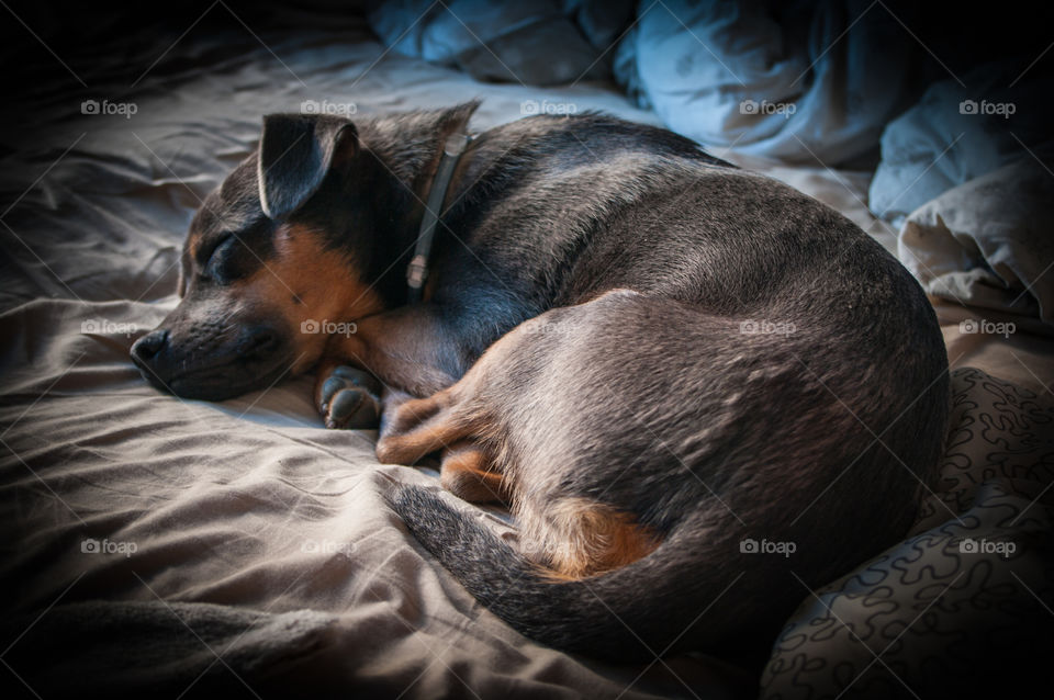 The sleeping mixed-breed dog.