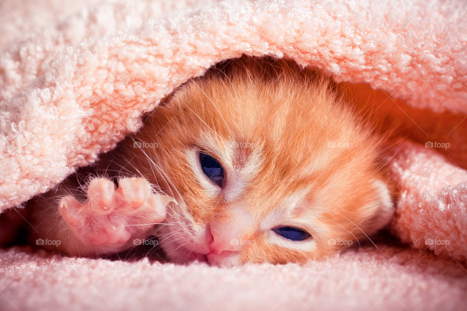 Newborn red tabby kitten in pink plush textiles 