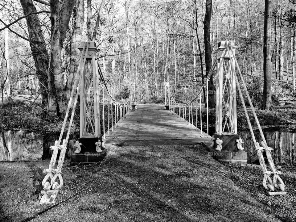 Wood, People, Walk, Tree, Leaf