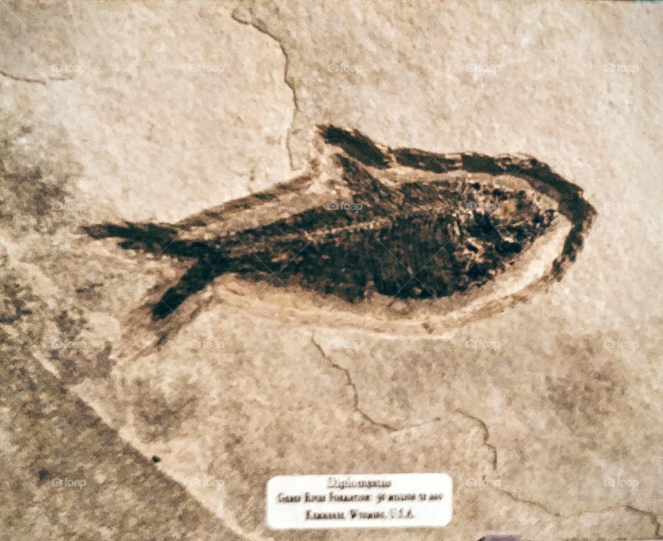 fossil fish