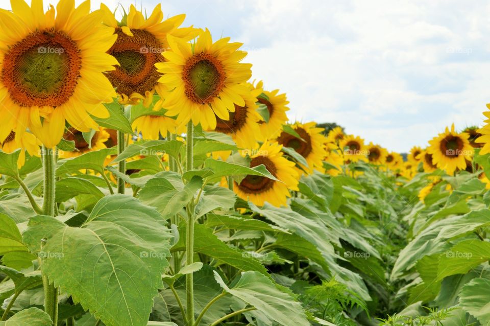 Sunflowers. Pope Conservancy