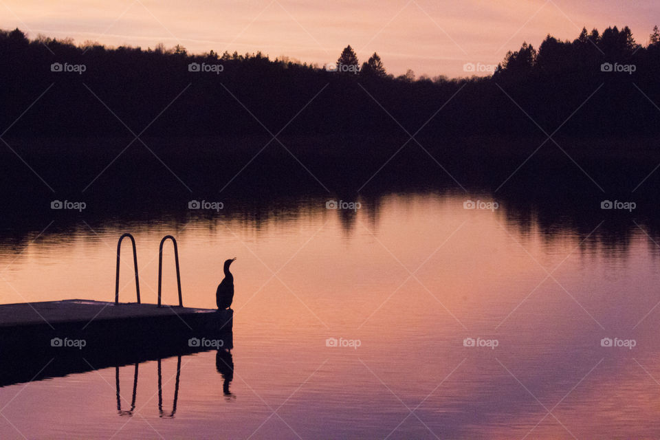 Bird on a jetty in sunset - reflections 