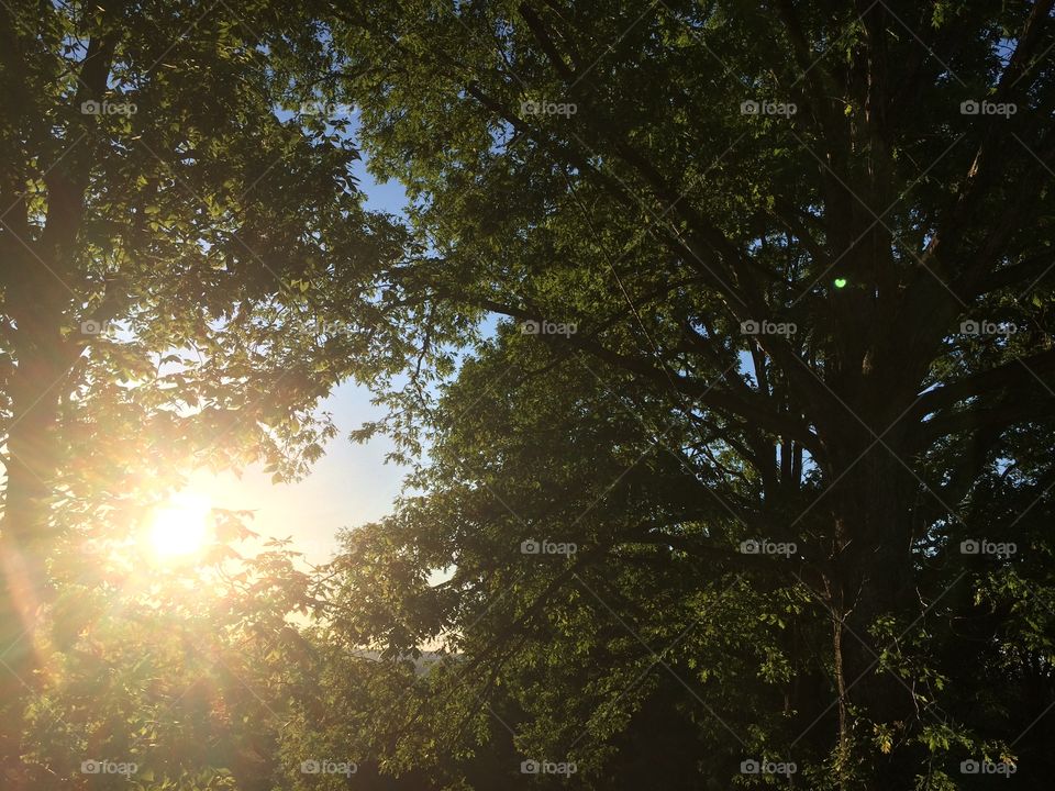 Sun bursting through trees.