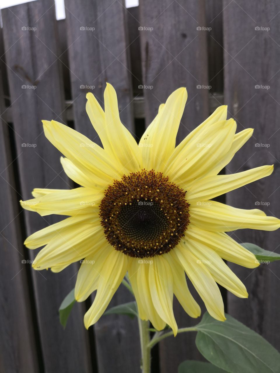 Pale sunflower