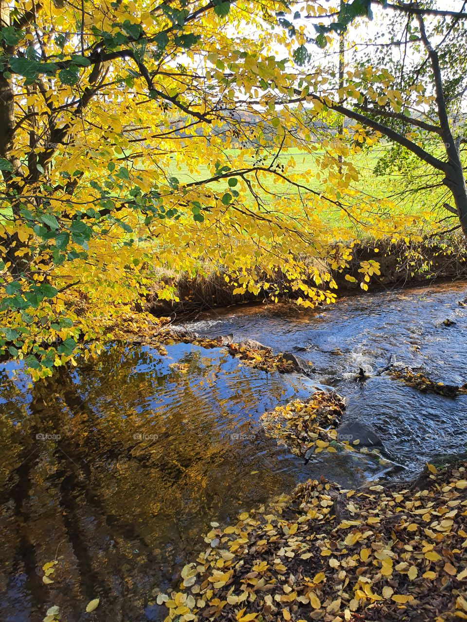 Autumn Tree and small River