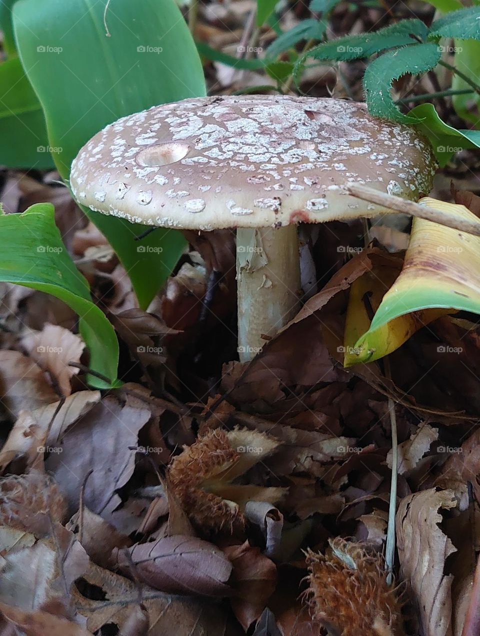 Forrest in the fall