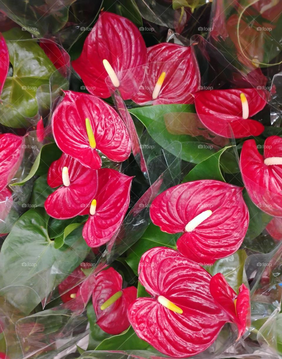 O Antúrio é uma planta ornamental que produz um efeito fantástico onde quer que esteja e, é impossível de não ser vista e admirada, com suas flores belas e cores vibrantes.  Simboliza  paixão intensa, força e vitalidade.