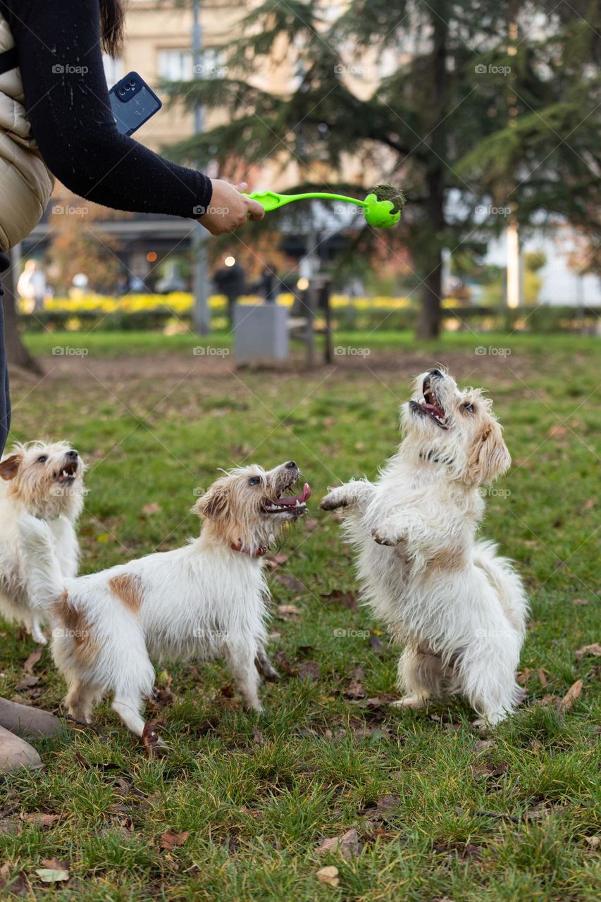 The dog playing with a ball