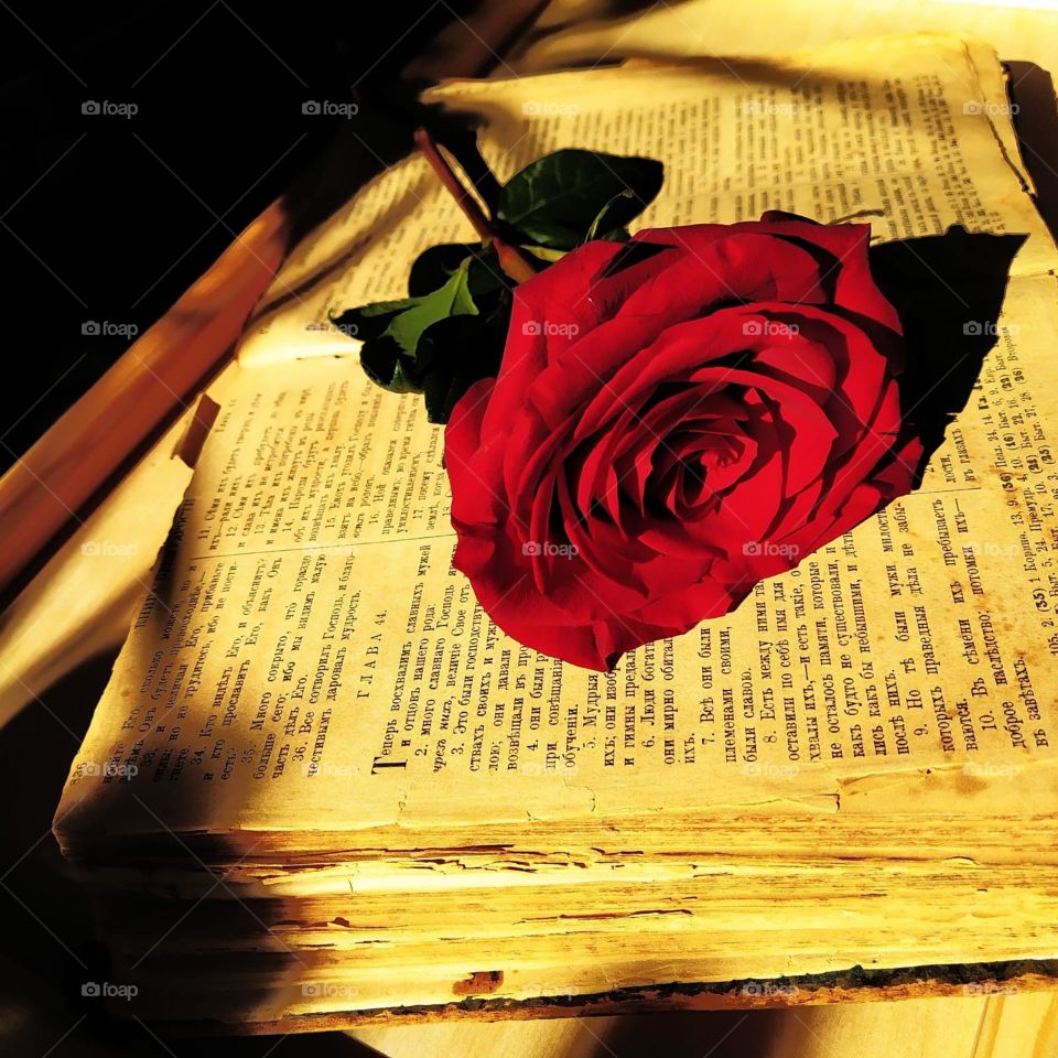 Yellow color. On an open old book with yellow pages from  lies a red rose. The sun's rays fall on the book, which increase the contrast