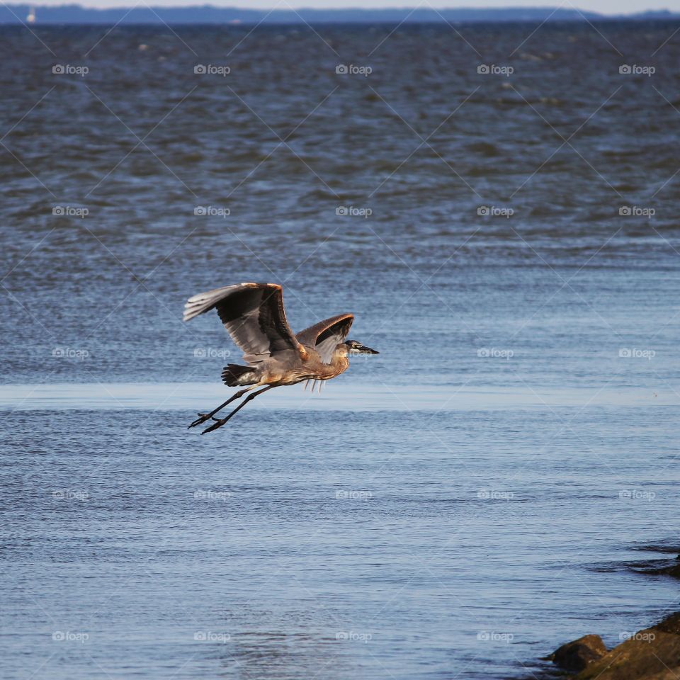 Crane Flying over Water Towards Jetty