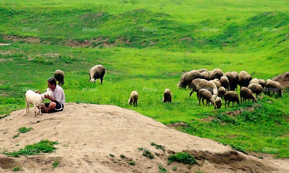 Shepherd taking care of his sheep. Songzhuang, Beijing