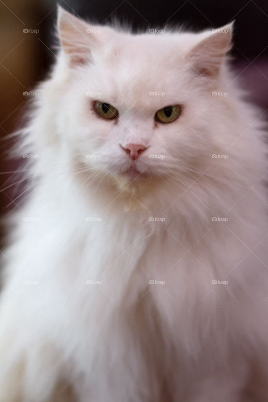 White Persian Cat