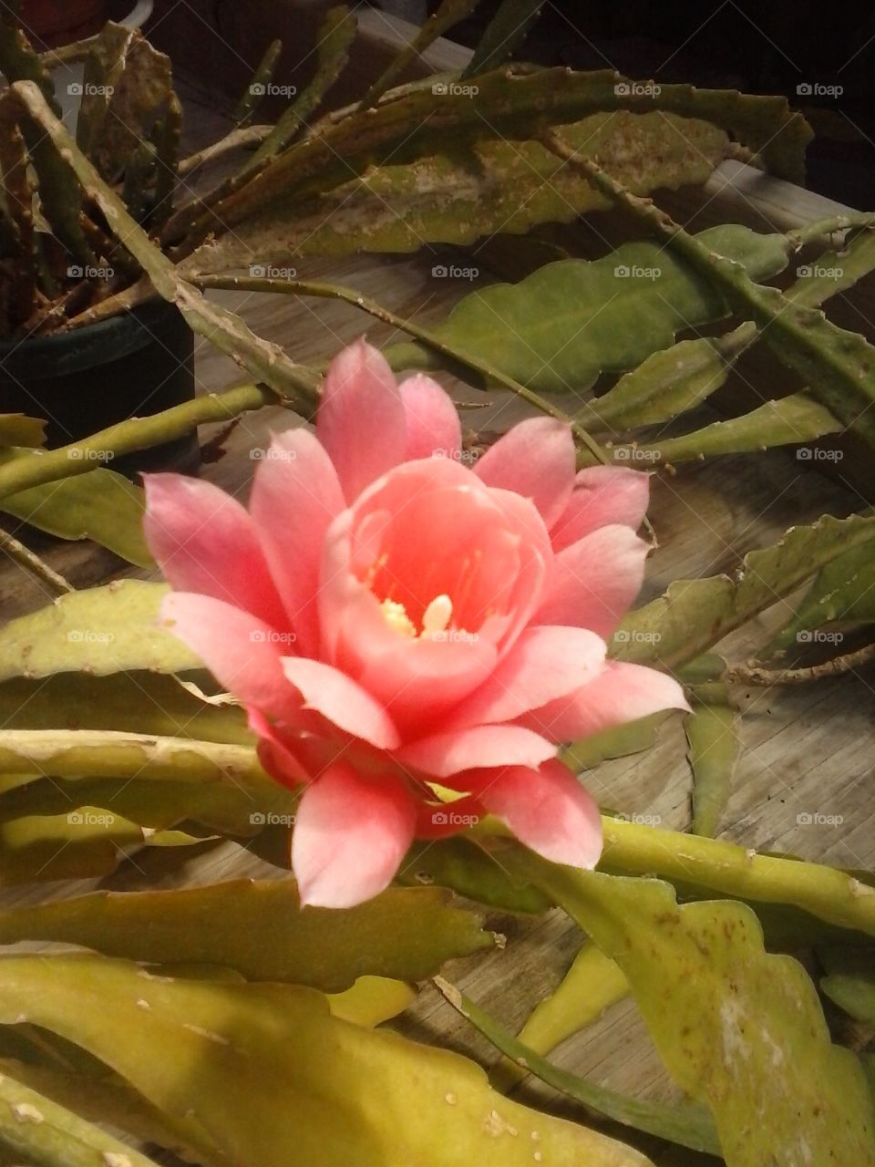 epi cactus in flower