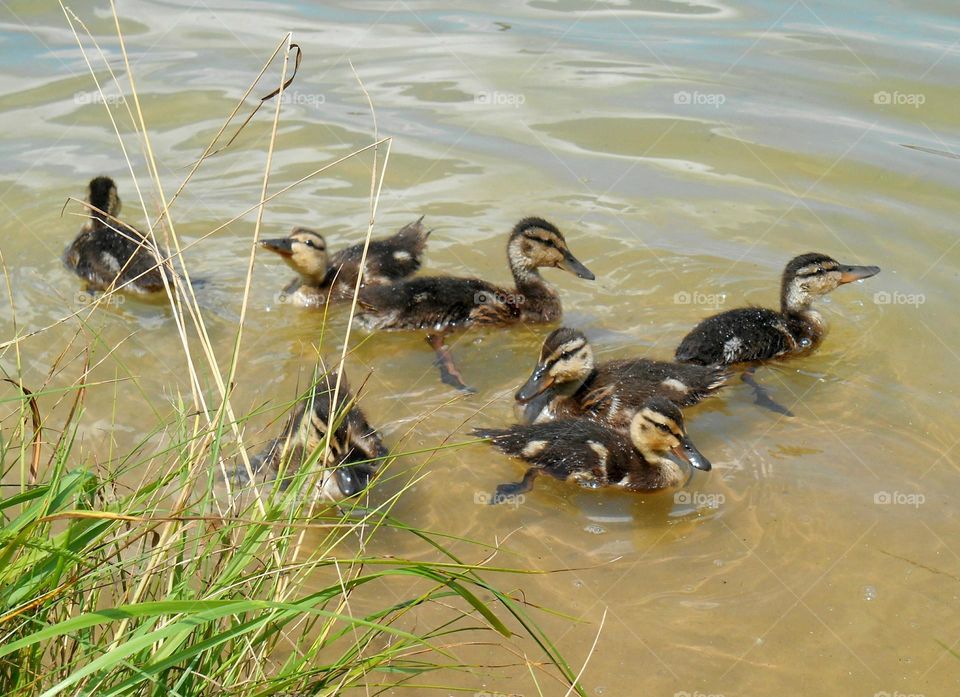 Duckling floating on water