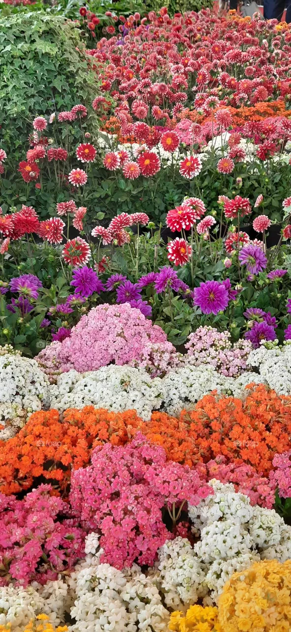 colors